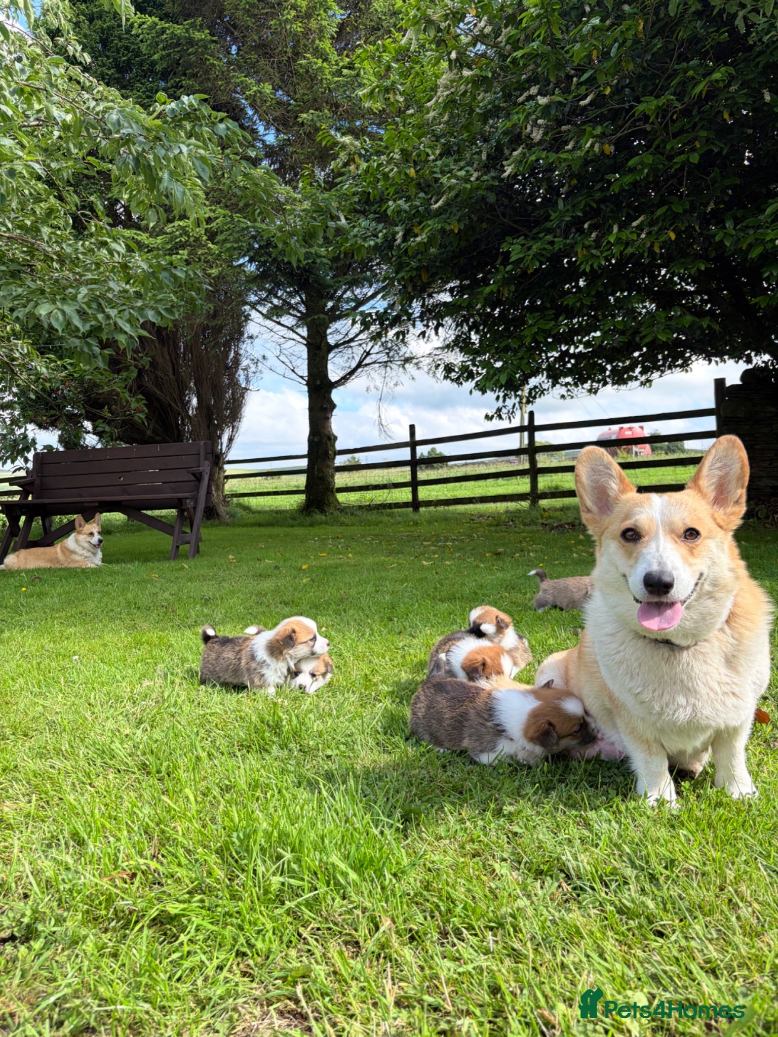 Welsh Corgi Pembroke dogs  Pembrokeshire Corgi Puppies for sale!🏡 - Advert 1