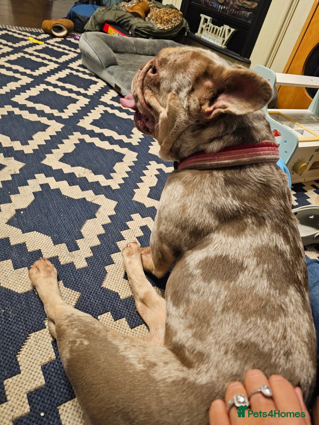 French Bulldog dogs for sale: Female 2 1/2 Yr old French bulldog - Advert 7