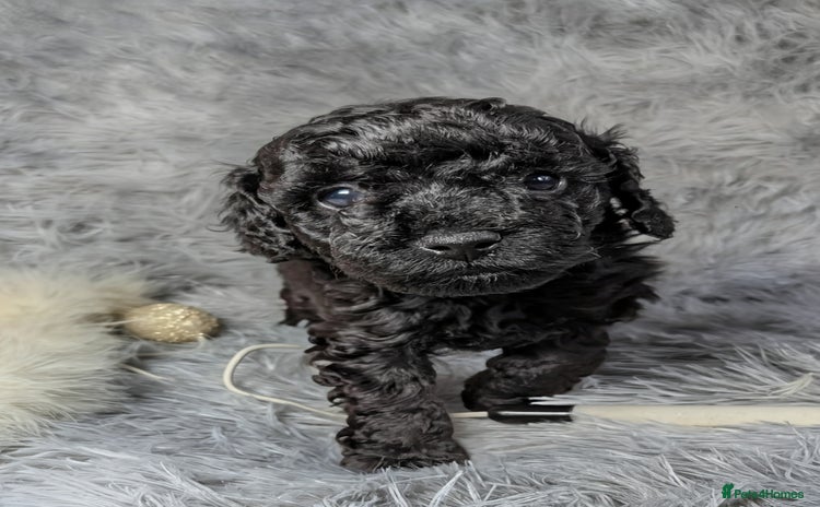 Toy Poodle dogs - Advert 6