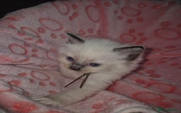 Ragdoll cats for sale: Beautiful Ragdoll Kittens, GCCF & Tica Registered - Image 18