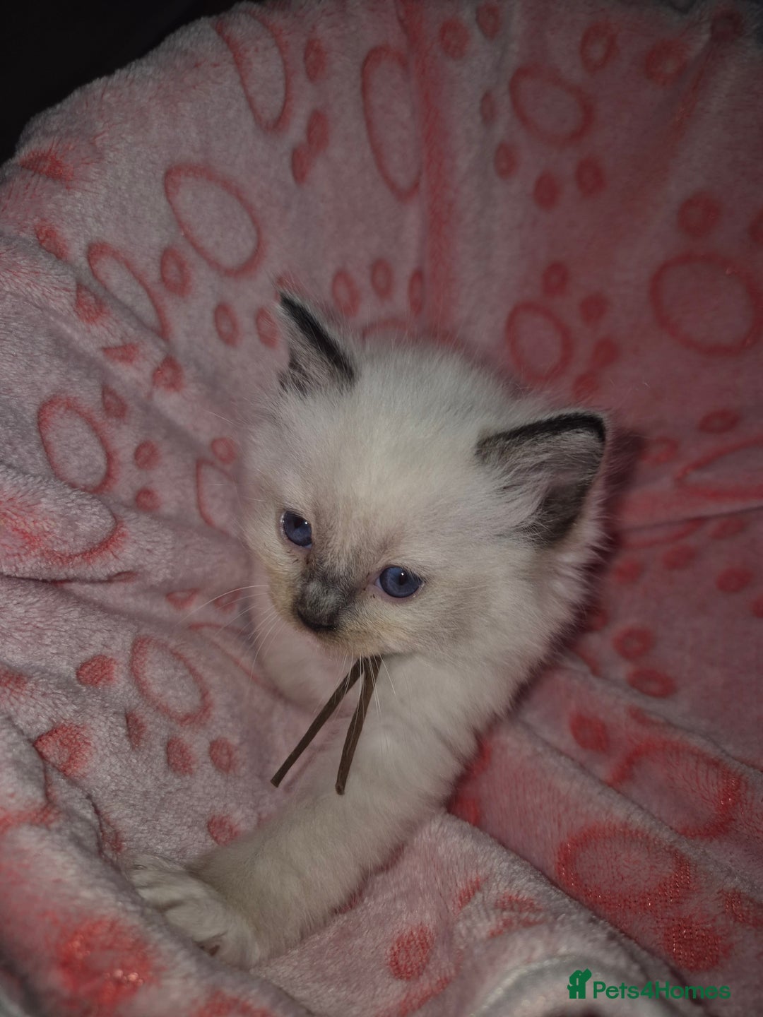 Ragdoll cats for sale: Beautiful Ragdoll Kittens, GCCF & Tica Registered - Image 18