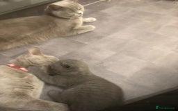 British Shorthair cats for sale: Beautiful litter of British blues  - Image 5