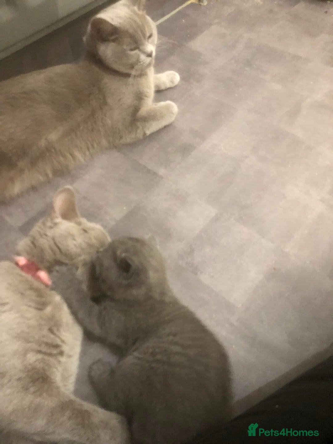 British Shorthair cats for sale: Beautiful litter of British blues  - Image 5