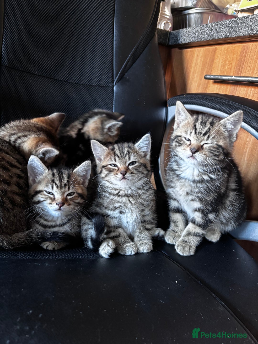 Mixed Breed cats for sale: Mixed litter of 8 week old kittens - Advert 3