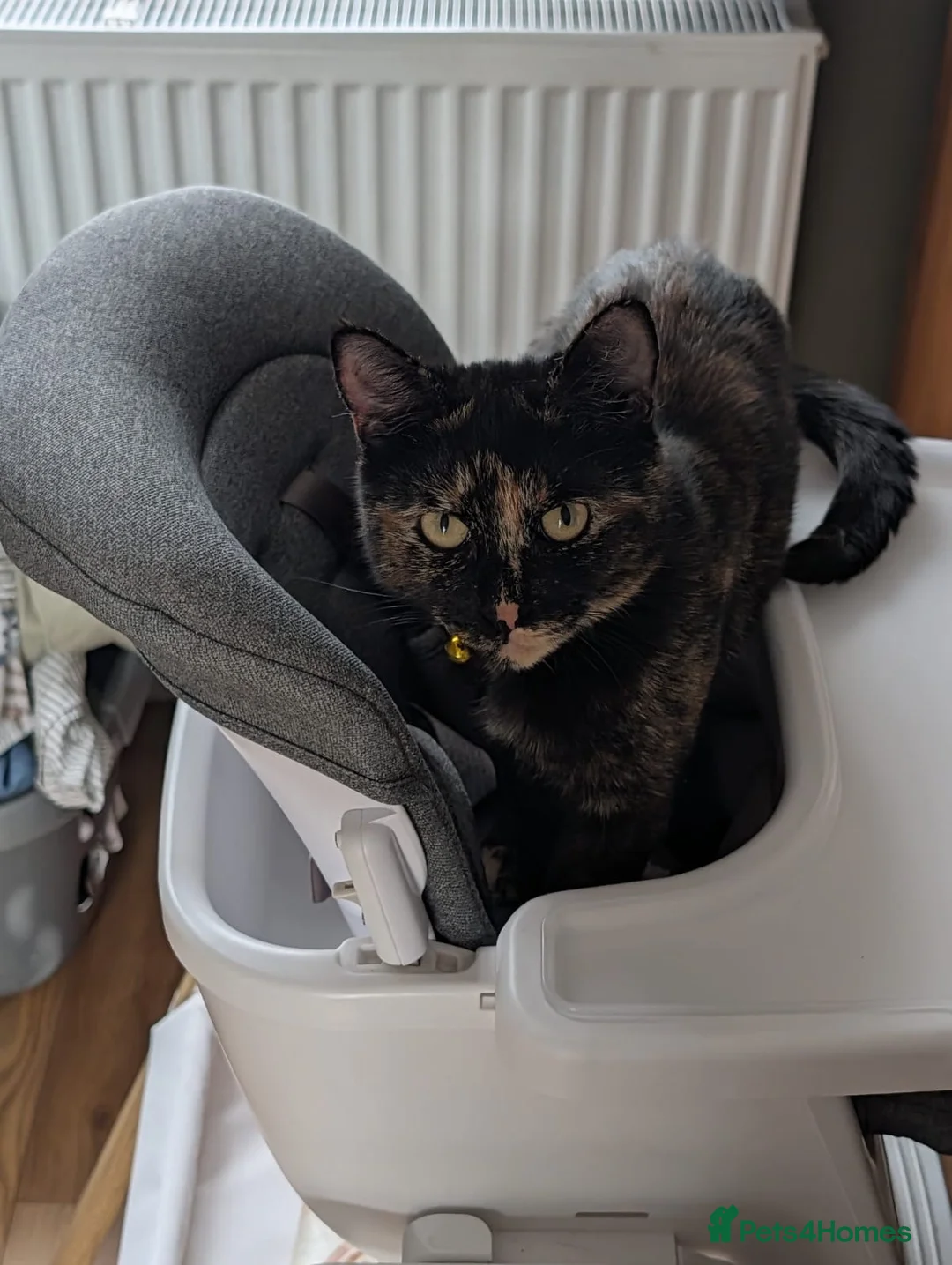 Mixed Breed cats for sale: Two female cats needing to be, very sadly, rehomed - Advert 6