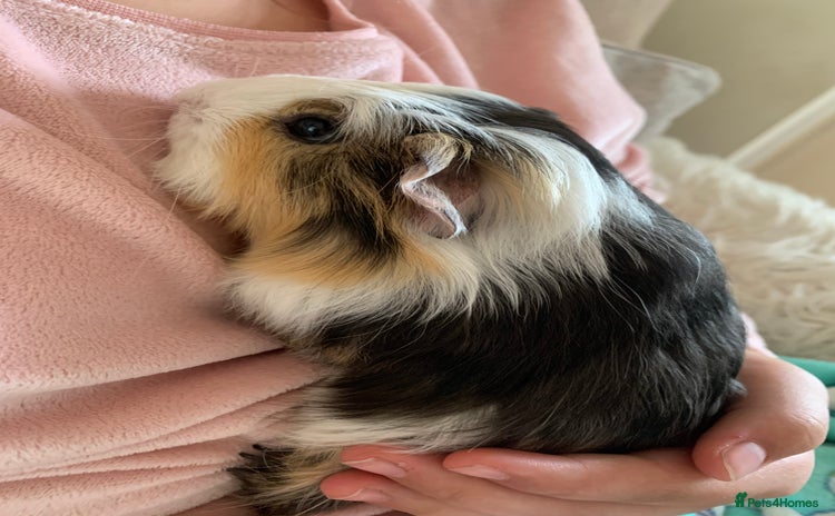 Guinea Pig rodents - Advert 3