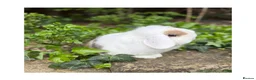 Mini Lop rabbits for sale: Hobby breeder of mini lops bunnies  - Advert 6