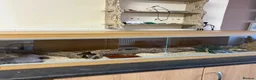 Corn Snake reptiles for sale: Susie beautiful albino corn snake in Worcester - Advert 3
