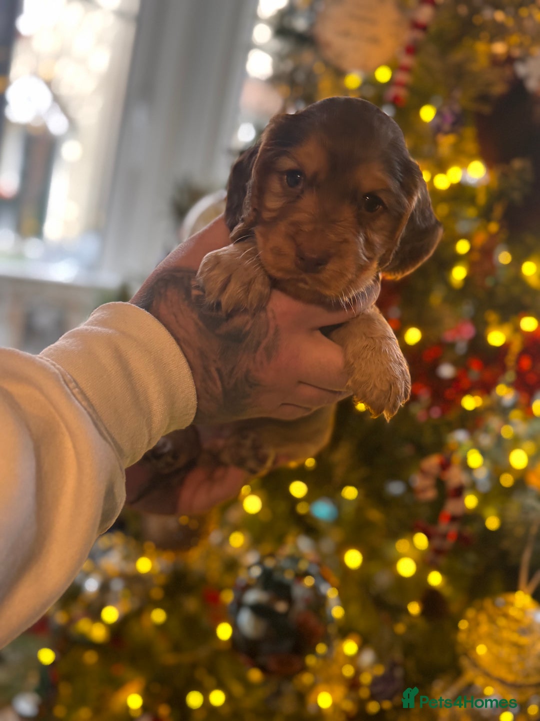 Cocker Spaniel dogs for sale: 3 cocker spaniel boys available call  **  - Advert 3