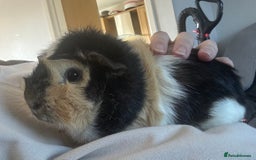 Guinea Pig rodents for sale: Male bonded pair - Image 5