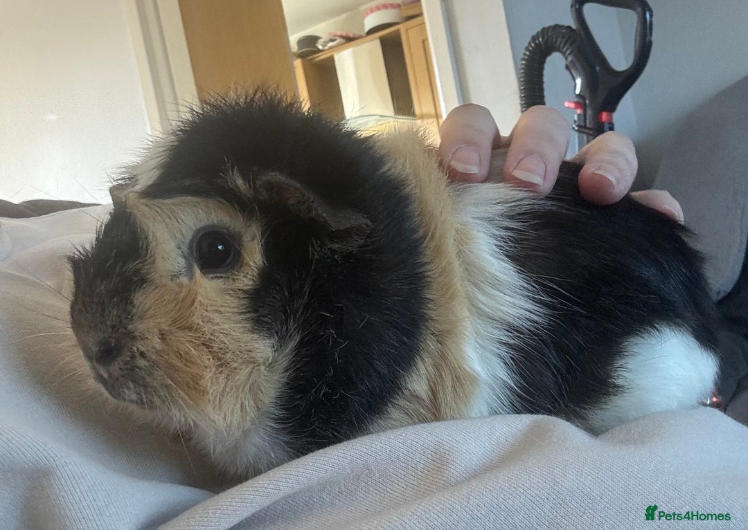 Guinea Pig rodents for sale: Male bonded pair - Image 5