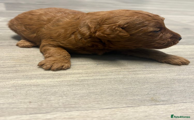 Jackapoo dogs - Advert 11