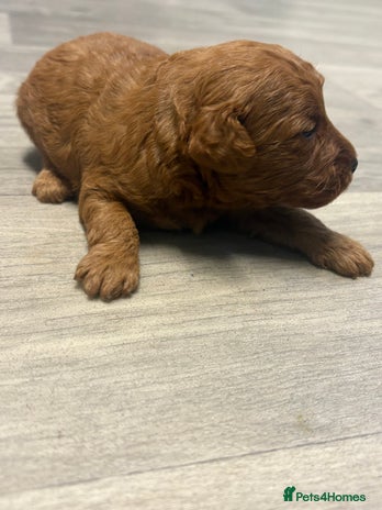 Jackapoo dogs - Advert 11