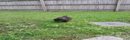 Malshi dogs for sale: This is daisy  in Caerphilly - Advert 3