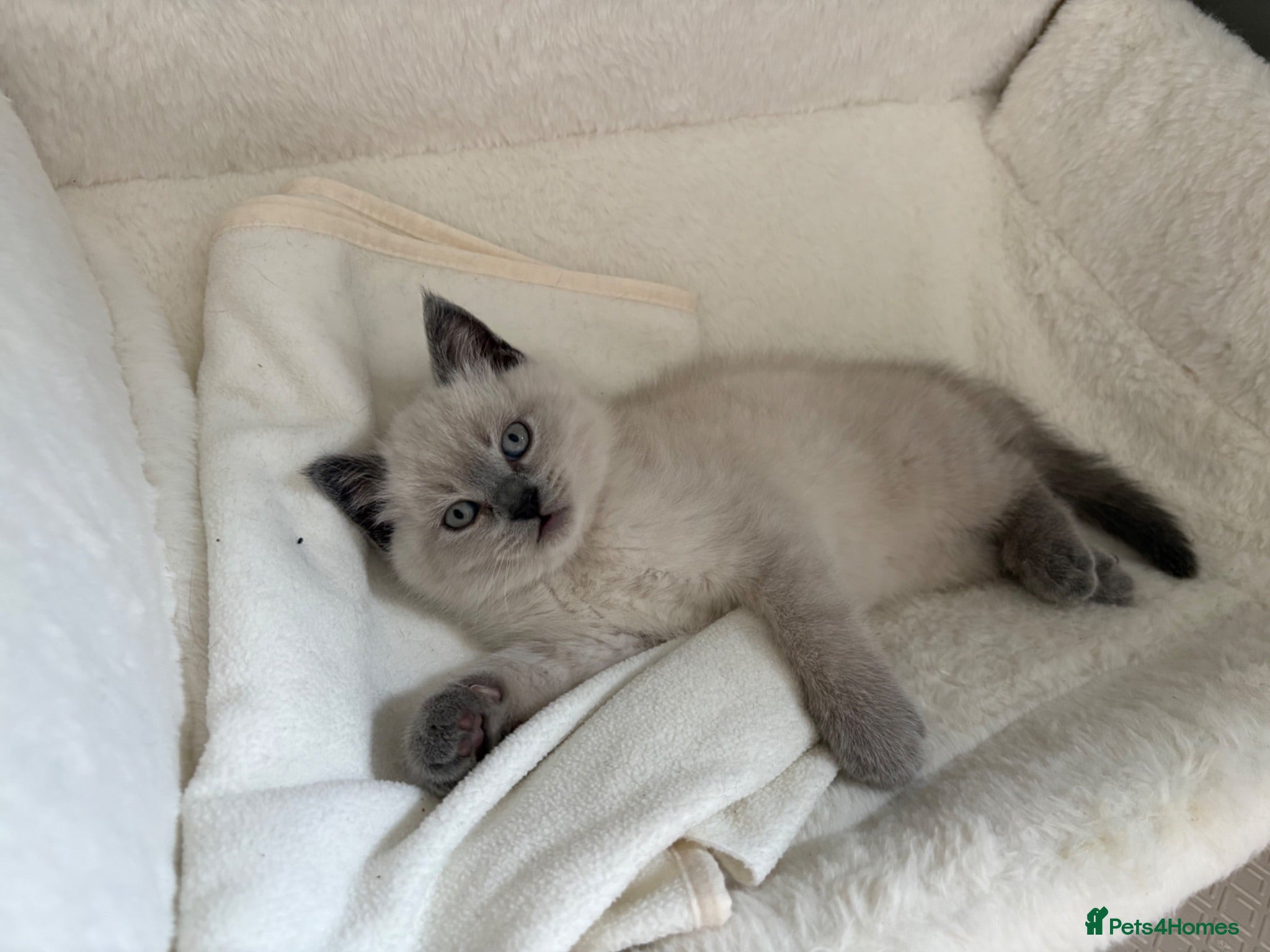 British Shorthair cats One beautiful girl looking for her forever home   - Advert 6