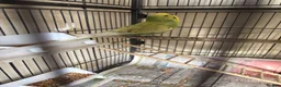 Budgerigars birds for sale: Budgies in Tipton - Advert 9