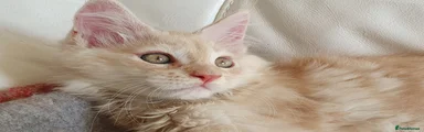 Maine Coon 1