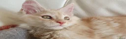 Maine Coon cats for sale: TICA Reg 2 Pure Bread Maine coon kittens - Advert 18