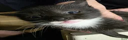 Mixed Breed cats for sale: Kitten  in Enfield - Advert 2