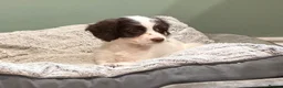 Sproodle dogs for sale: Sproodle Puppies from experienced, licensed breedr - Advert 4
