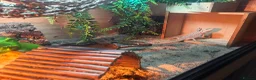 Bearded Dragon reptiles for sale: Hypo Bearded Dragon Juvenile  in Didcot - Advert 8