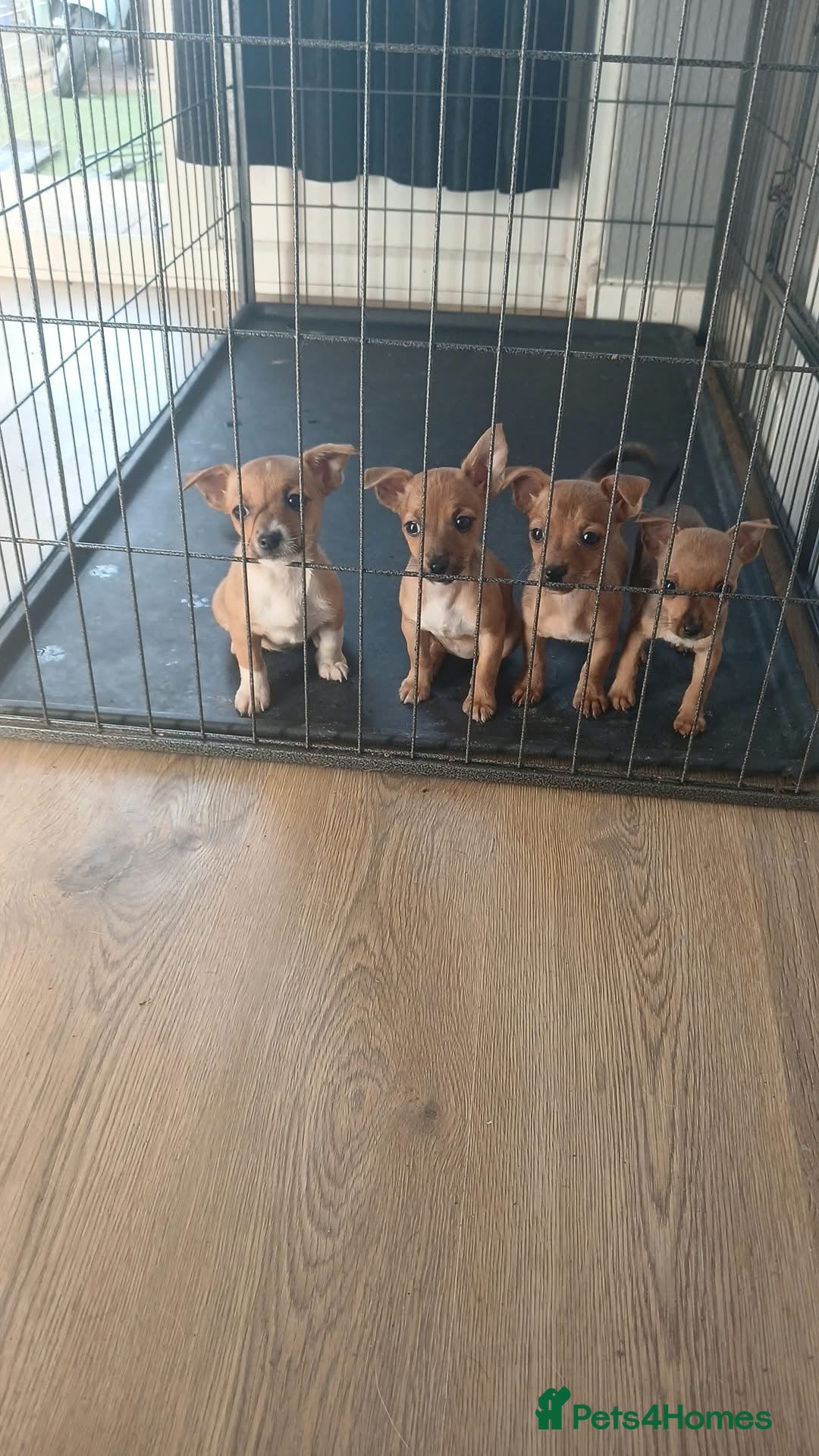 Jack Russell dogs 3 female gorgeous Jack Russel pups - Advert 4