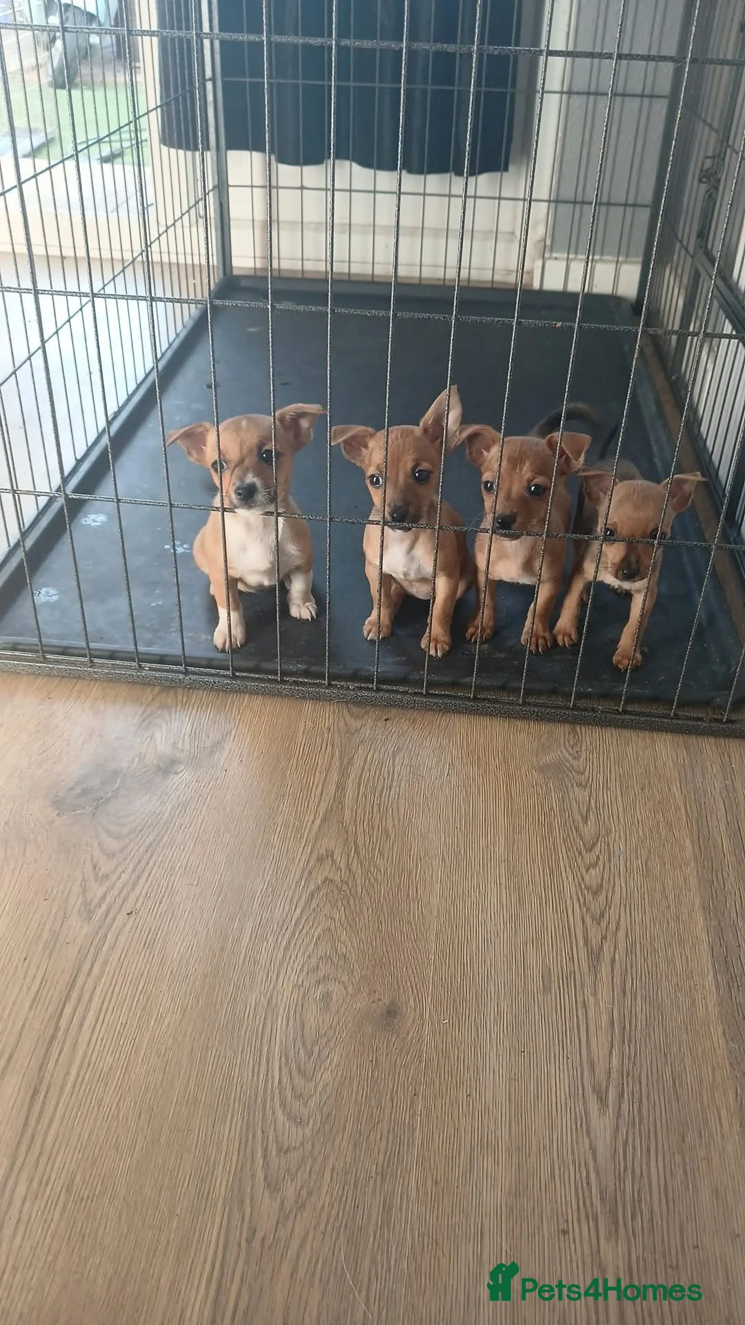 Jack Russell dogs for sale: 3 female gorgeous Jack Russel pups - Advert 1
