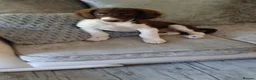 Mixed Breed dogs for sale: Beautiful Collie x Spaniel - Advert 2