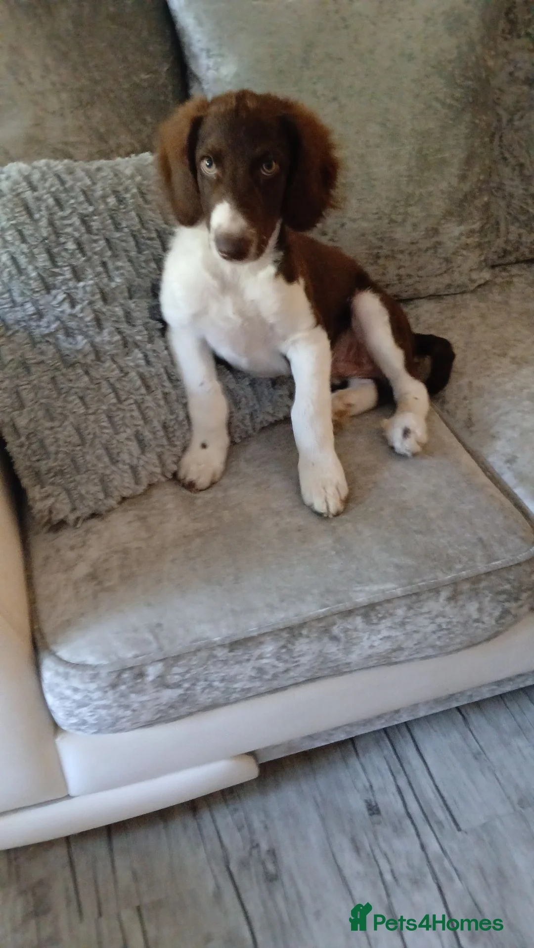 Mixed Breed dogs for sale: Beautiful Collie x Spaniel - Advert 2