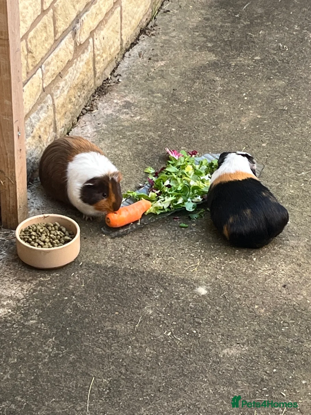 Guinea Pig rodents for sale: Bobo and pickles  in Banbury - Advert 1