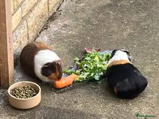 Guinea Pig rodents Bobo and pickles - Advert 2