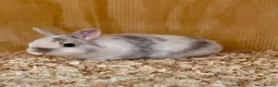 Netherland Dwarf rabbits for sale: Netherland dwarf baby rabbits  - Advert 10