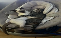Siamese cats for sale: 2x 8 month old kittens - Siamese and BengalxTabby - Advert 2