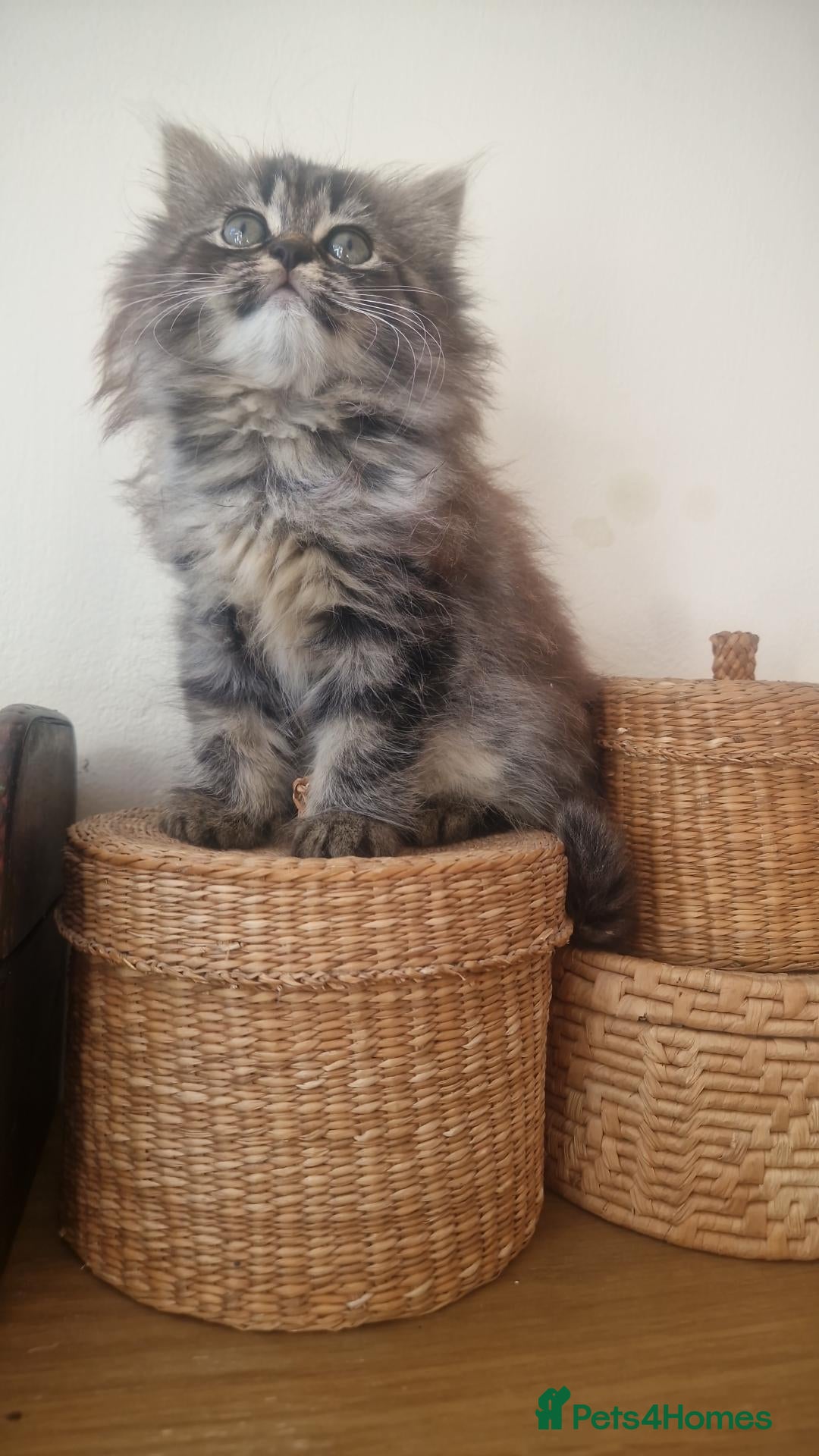 Mixed Breed cats Mixed Persian kittens - Advert 7