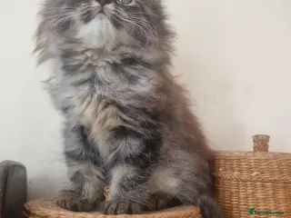 Mixed Breed cats Mixed Persian kittens - Advert 7