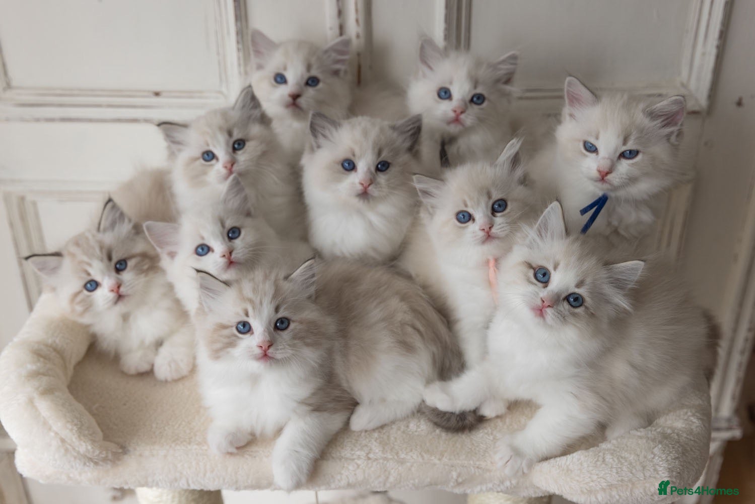 Ragdoll cats Best Bicolour Lynx Ragdoll kittens - Advert 2