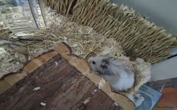 Hamster rodents for sale: Large enclosure with syrian hamster  - Image 3