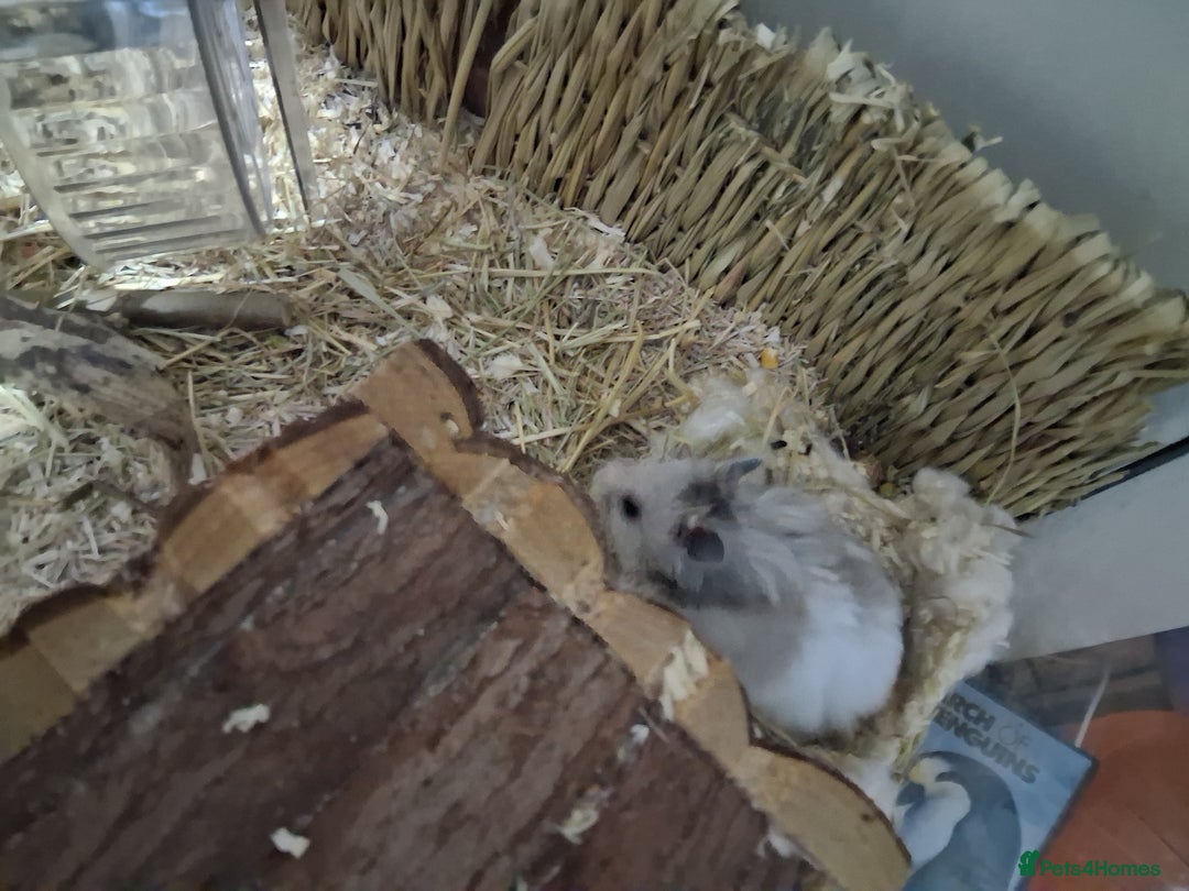 Hamster rodents for sale: Large enclosure with syrian hamster  - Image 3