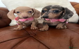 Miniature Dachshund dogs for sale: Beautiful Mini Dachshund Pups 🐶 5 Star ⭐ Breeder - Image 13