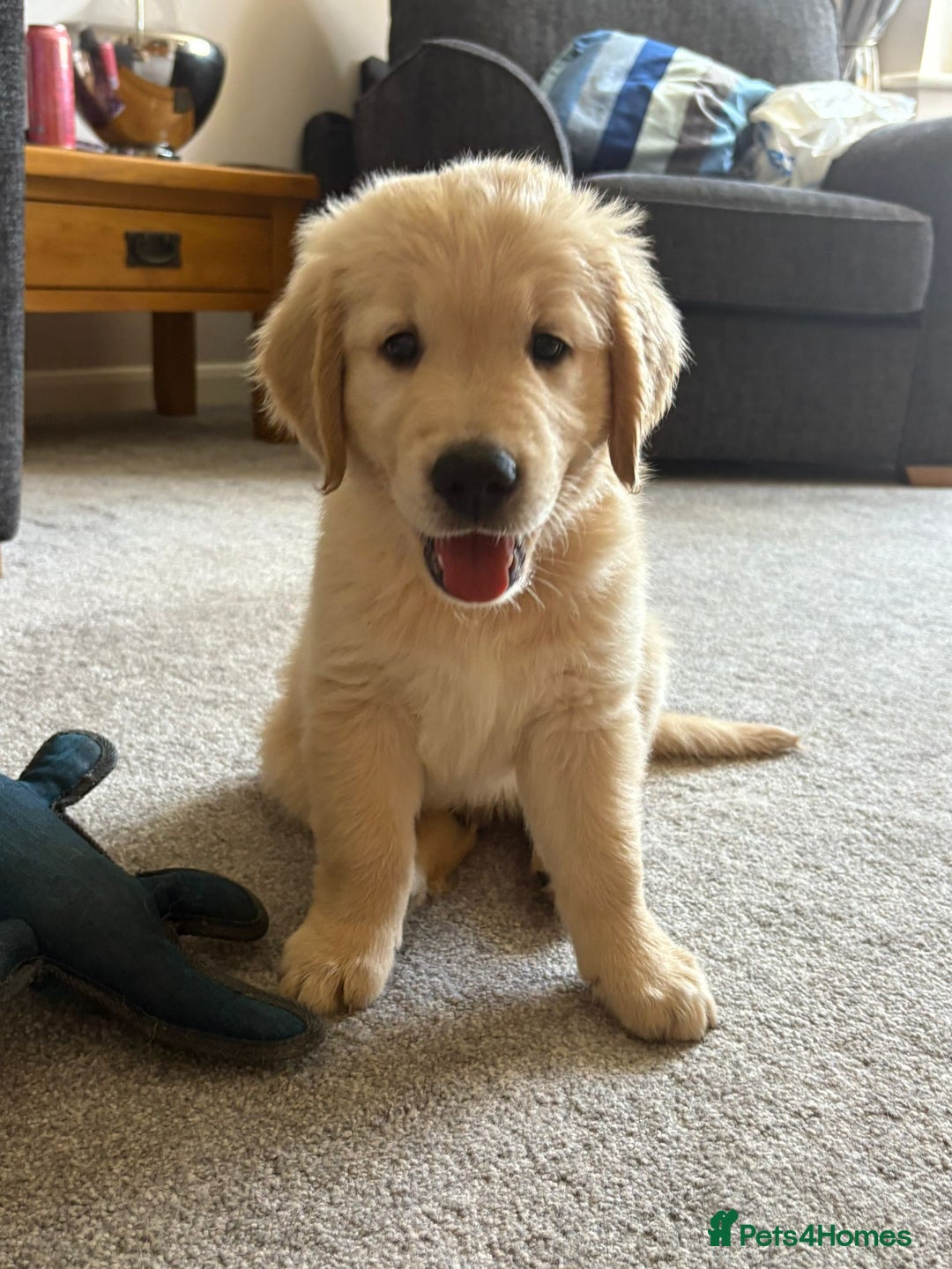 Golden Retriever dogs for sale: 5 Male Golden Retriever Galactic Puppies For Sale in Nottingham - Image 12