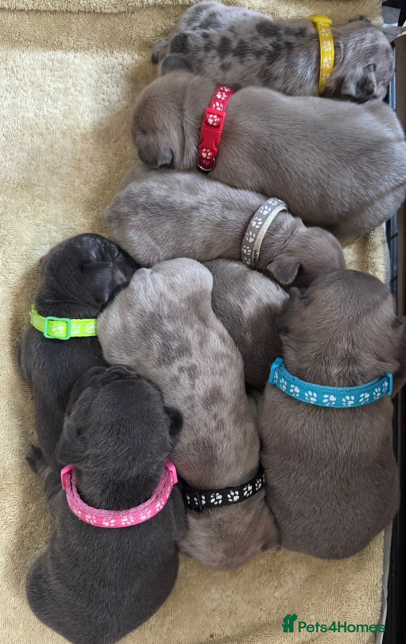 French Bulldog dogs Beautiful French Bulldog Pups - Advert 16