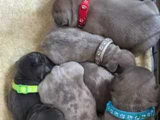 French Bulldog dogs Beautiful French Bulldog Pups - Advert 16