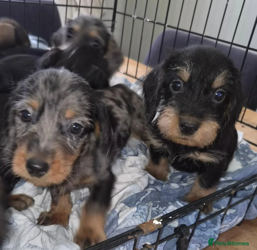 Dachshund dogs for sale: Wired haired dachshund puppies - Advert 2