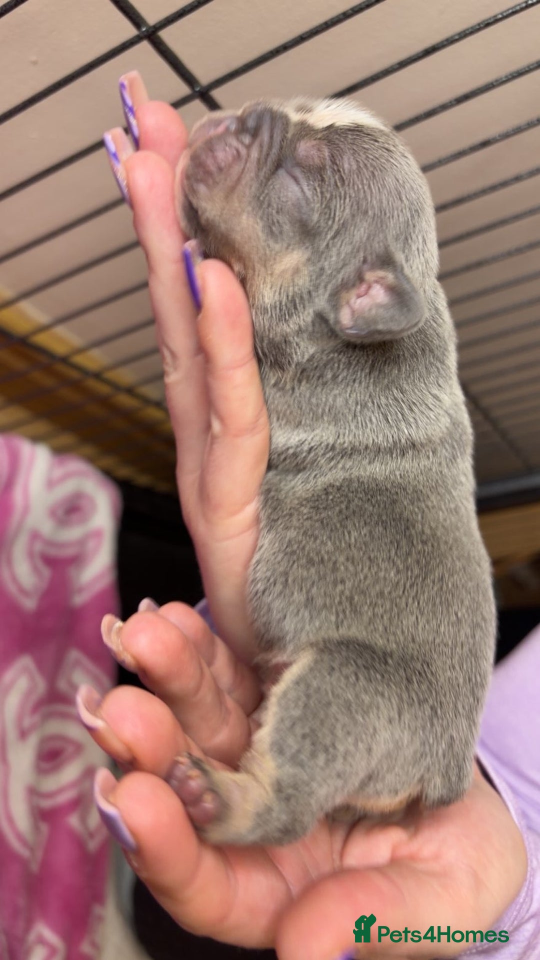 French Bulldog dogs for sale: Frenchies  - Advert 9