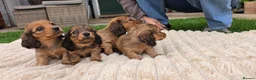 Miniature Dachshund dogs for sale: Miniature longhaired dachshund shaded cream girls in Cambridge - Advert 21