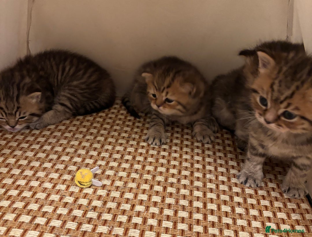 British Shorthair cats for sale: British Shorthair boys  - Advert 18