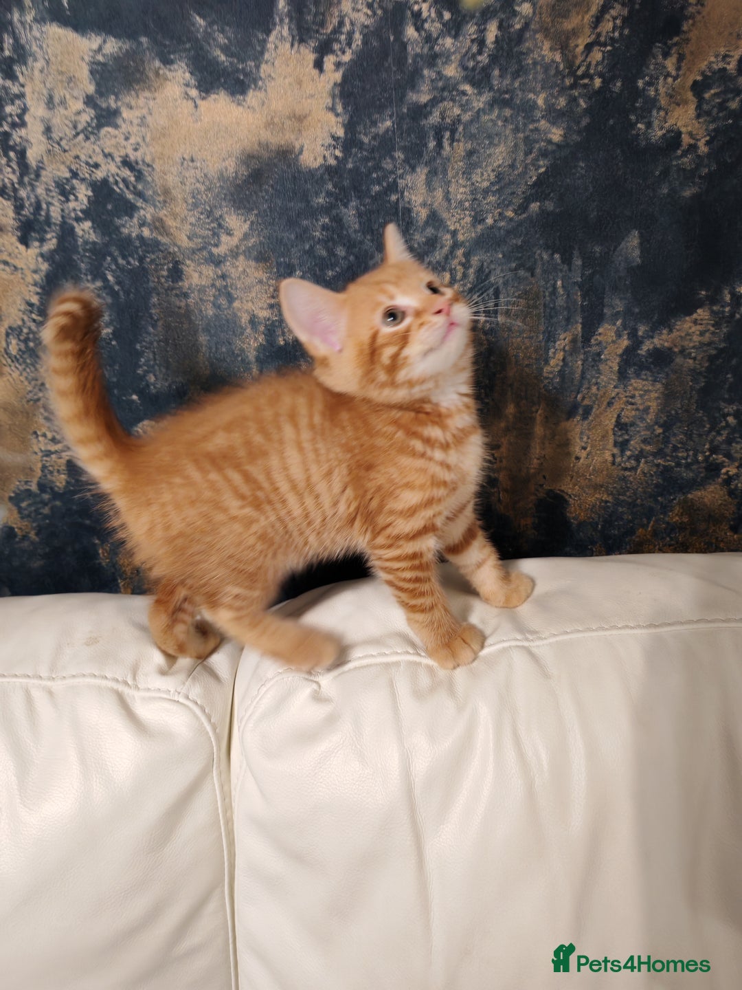 Mixed Breed cats for sale: Kittens for sale - Advert 11