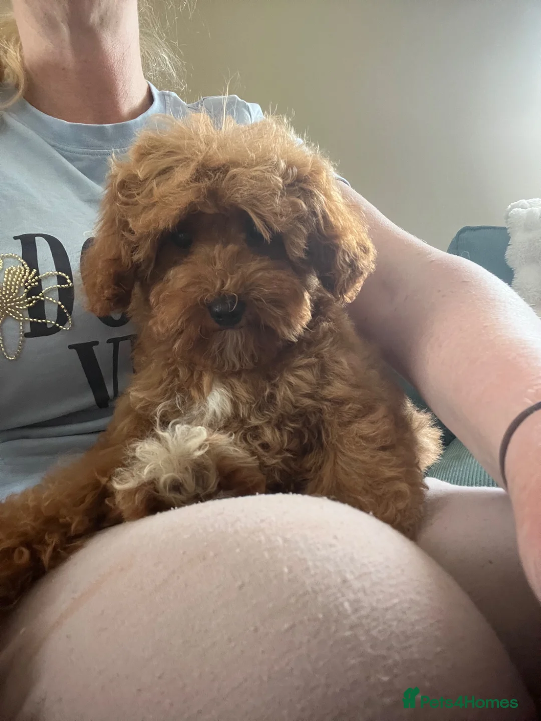 Cavapoo dogs for sale: Merlesque 5⭐️F1b curly teddy bear coats  - Advert 1