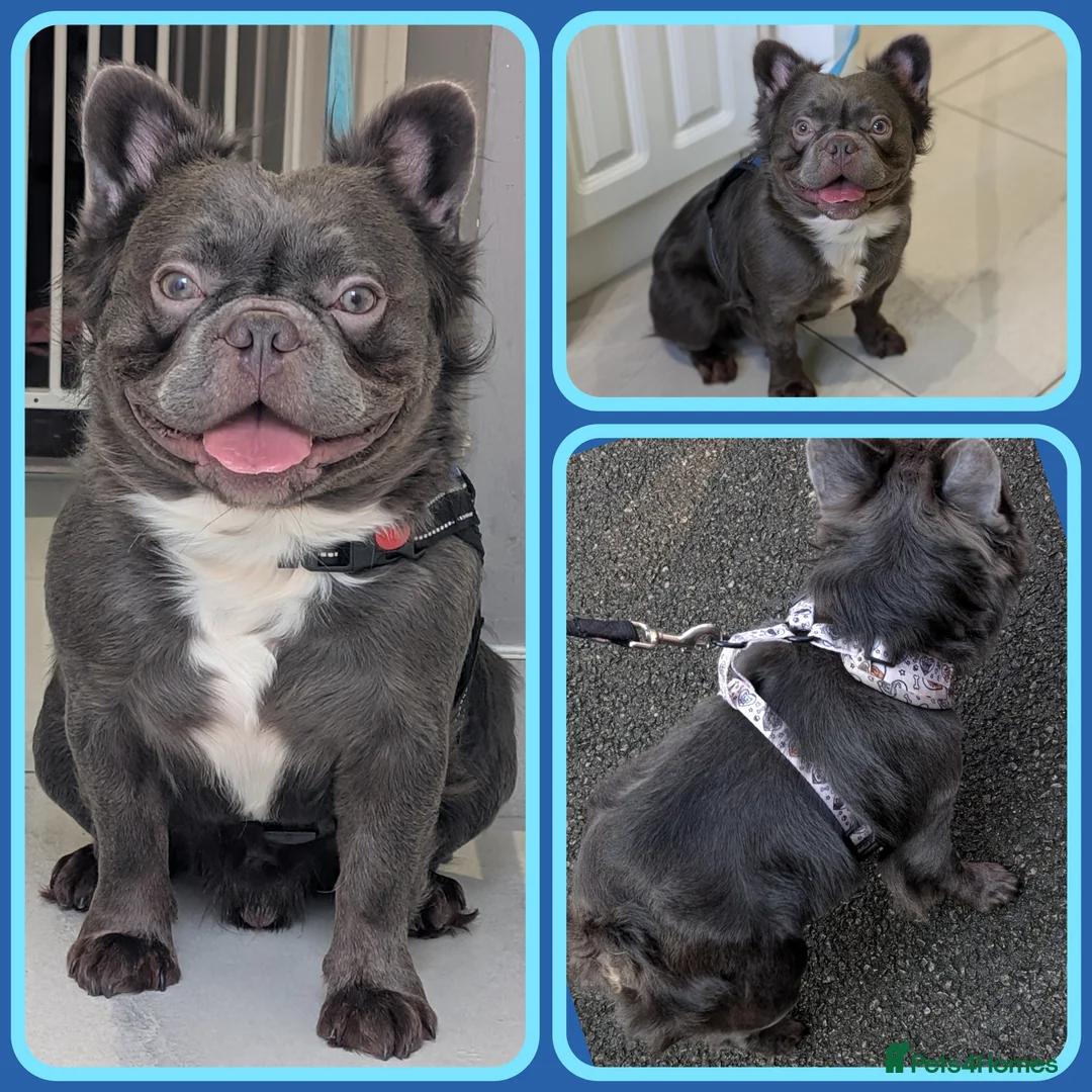 French Bulldog dogs for stud: Rfg tested aa lilac quad fluffy carrying testable in Sheffield - Advert 2