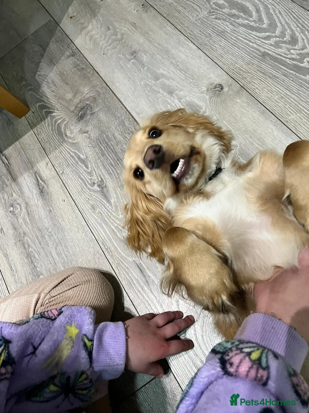 Cocker Spaniel dogs for sale: 8/9 month old male cocker spaniel puppy (Buddy) - Advert 2